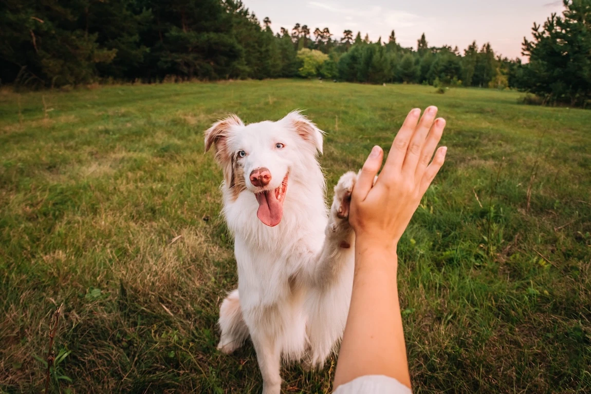 high 5狗狗